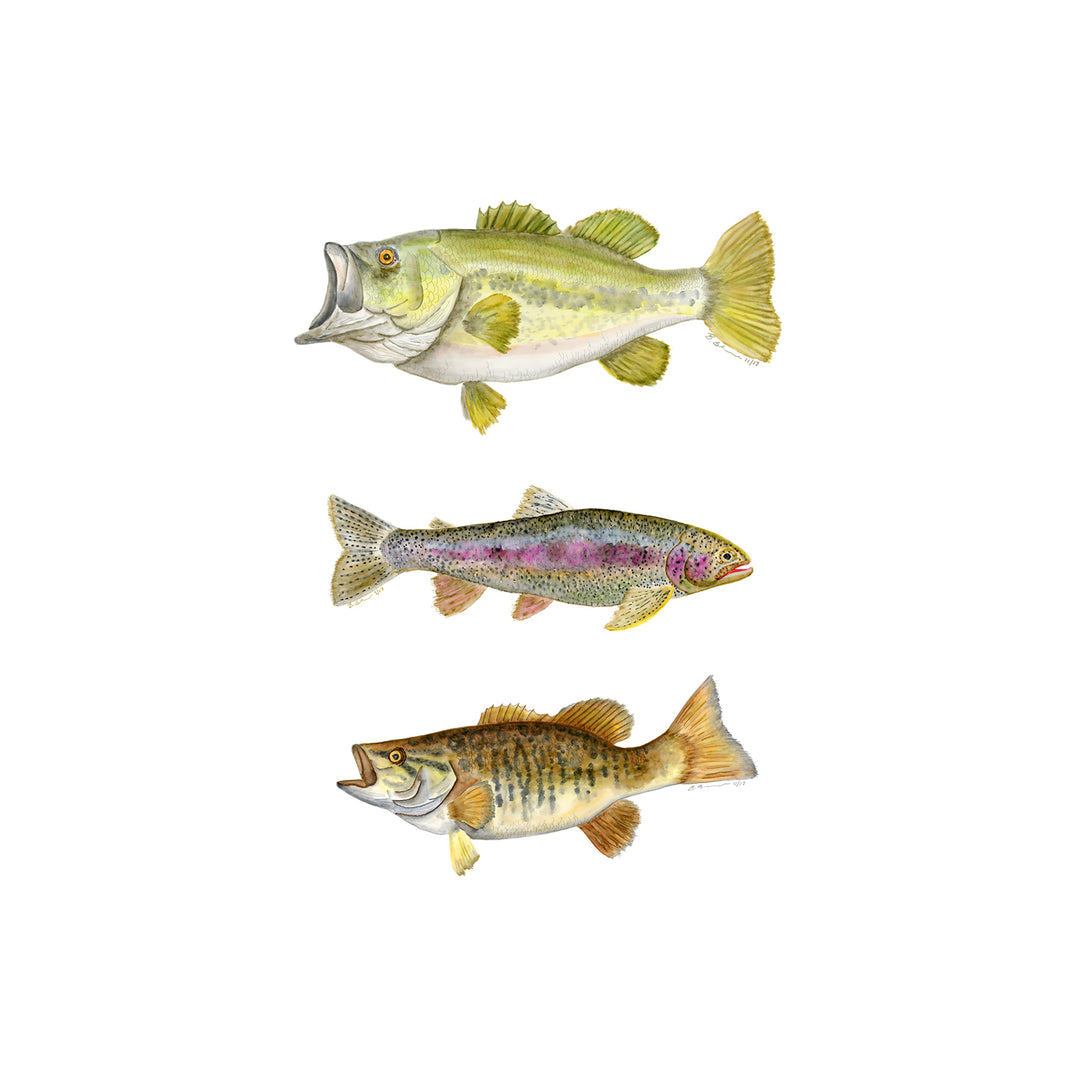 Fly Fishing Lake Fish Wall Art