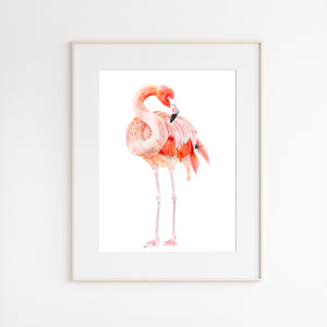 Flamingo Watercolor Illustration