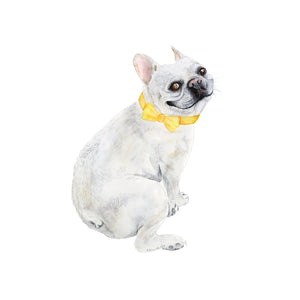 Frenchie Pet Portrait