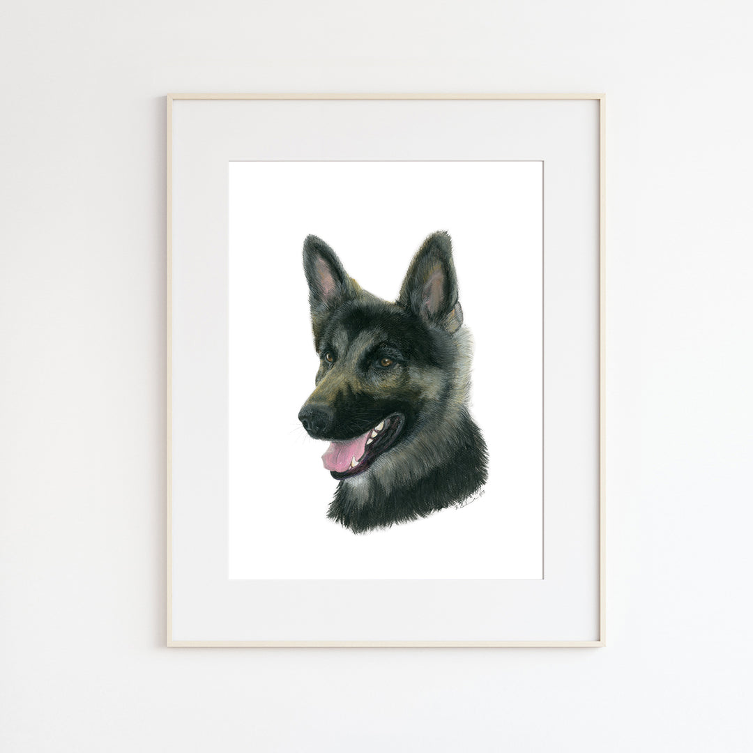 German Shepherd Portrait