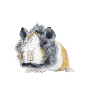 Absynnian Guinea Pig Watercolor