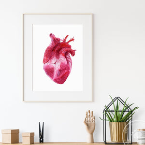 Anatomical Heart Wall Print