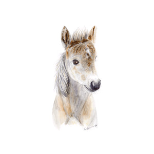 Baby Horse Foal Print
