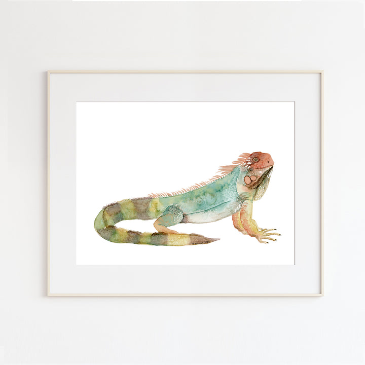 Iguana Illustration