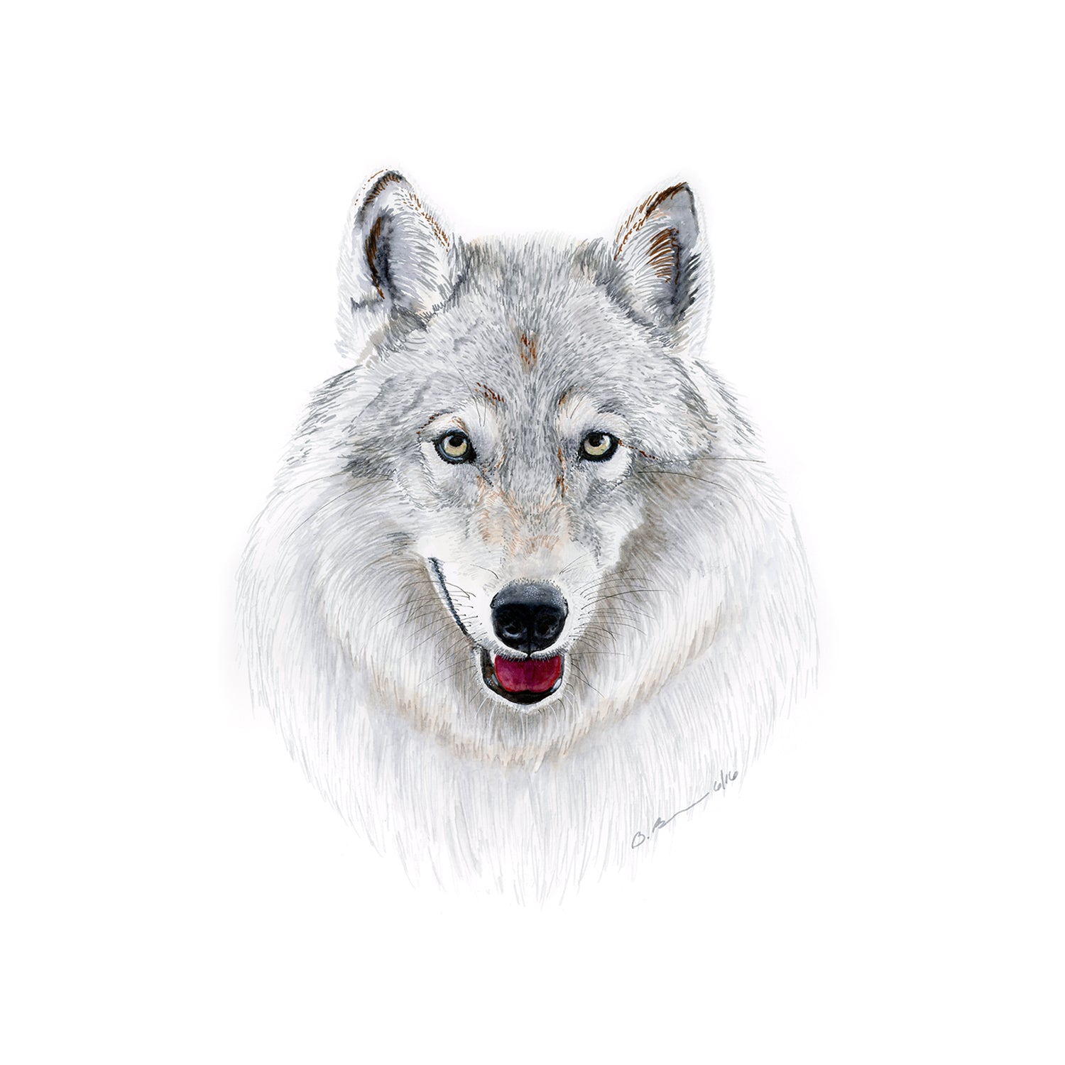 Gray Wolf Pictures To Print Gray wolf pictures to print