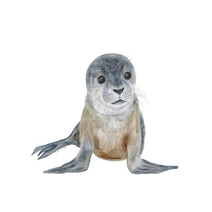 Baby Monk Seal Illustration