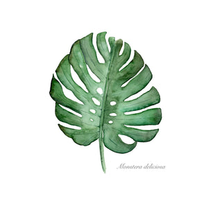 Monstera Palm Leaf Watercolor