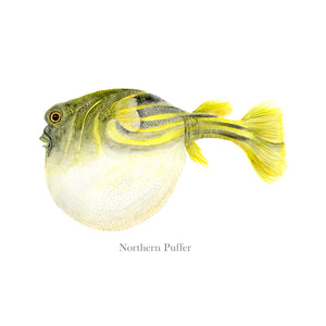 Northern Puffer Fish Watercolor