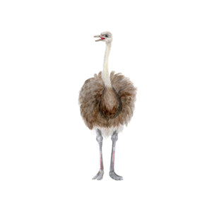 Ostrich Nursery Art