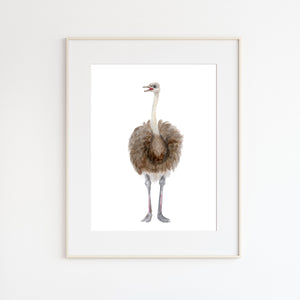 Ostrich Watercolor Print