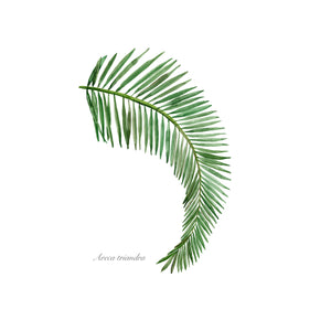 Palm Frond Watercolor