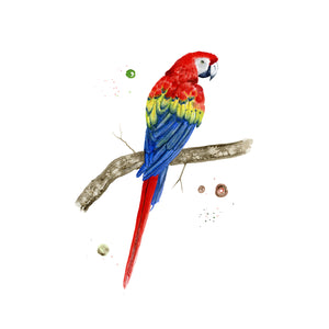 Scarlet Macaw Art Print