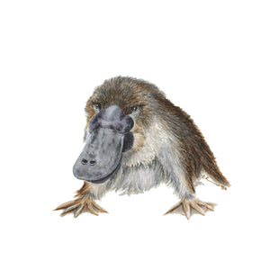 Platypus Nursery Art
