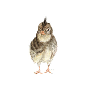 Baby Quail Nursery Decor
