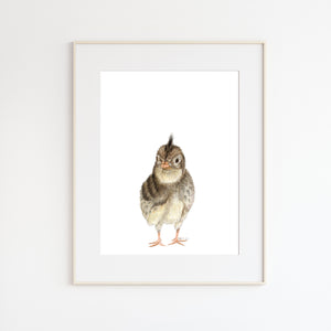 Baby Quail Chick Watercolor Illustration
