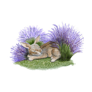 Sleeping Nut Brown Hare Portrait