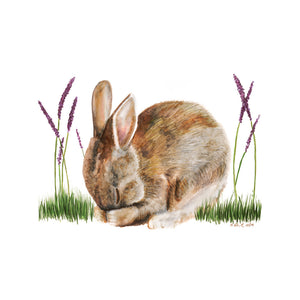 Sleeping Baby Rabbit Print