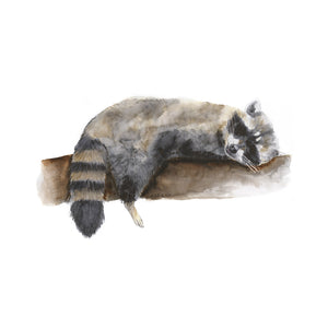Baby Sleeping Raccoon Watercolor Art