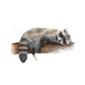 Sleeping Baby Raccoon Print