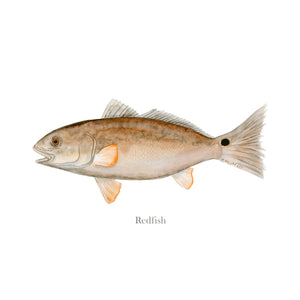 Redfish Scientific Illustration