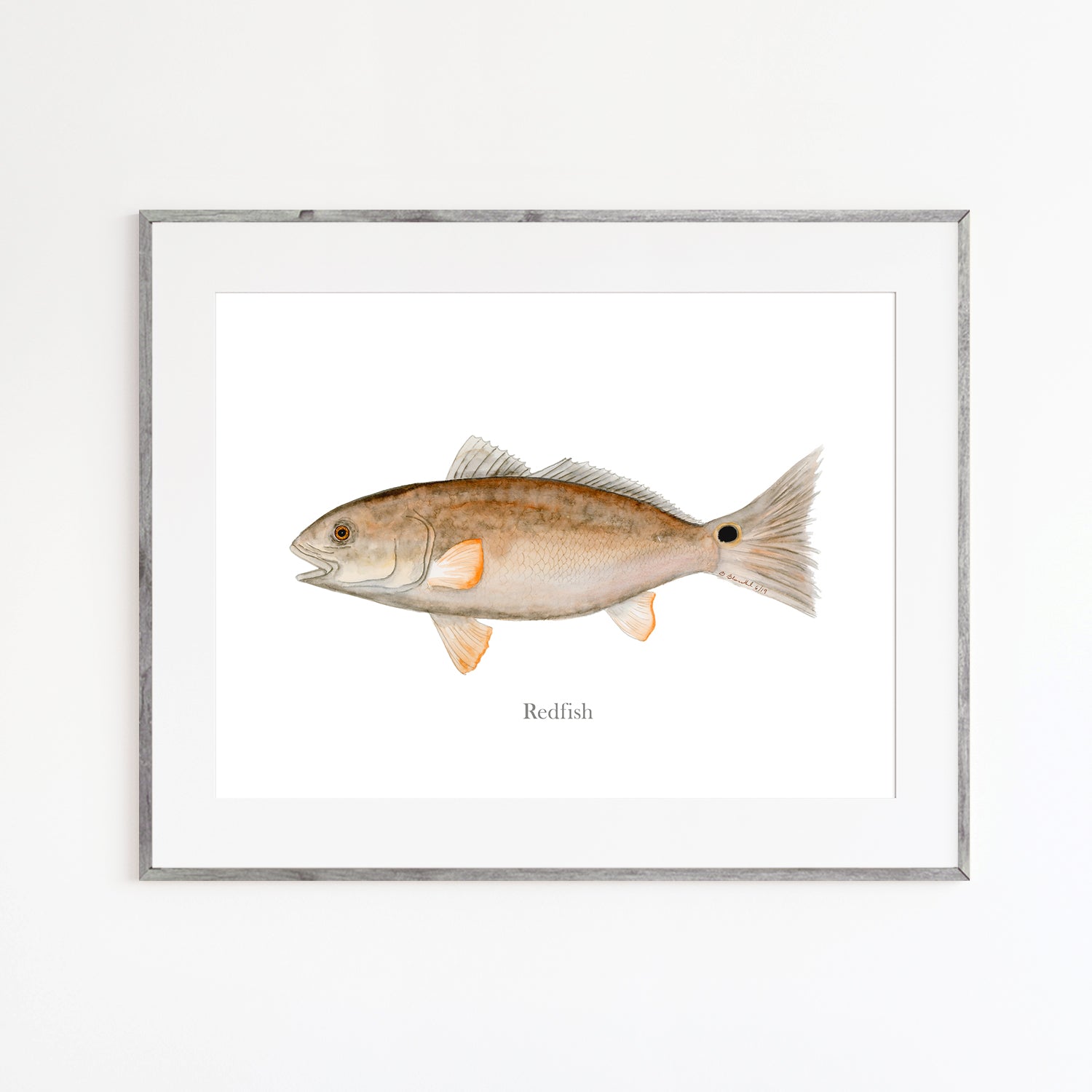 Redfish Watercolor - Fish Mount Print, Brett Blumenthal