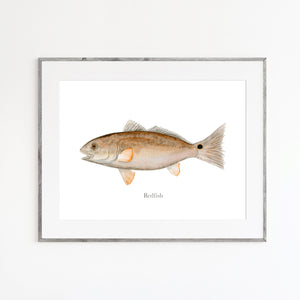 Redfish Watercolor Print