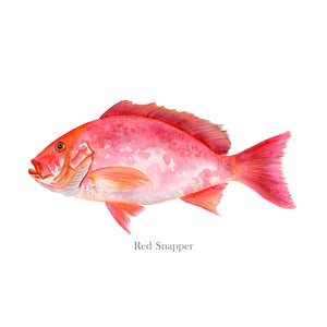 Red Snapper Watercolor Art