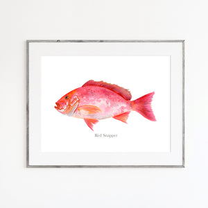 Red Snapper Watercolor Print