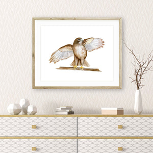 Red Tailed Hawk Watercolor Print