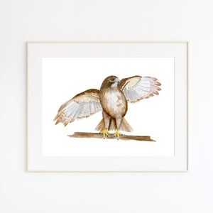 Red Tailed Hawk Watercolor Art