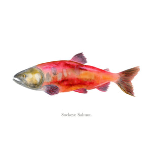 Sockeye Salmon Watercolor Fish Print