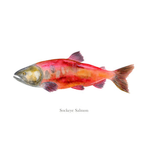 Red Sockeye Salmon Print with text