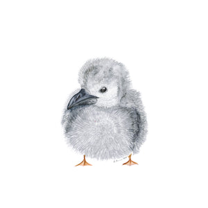 Shearwater Chick Illustration