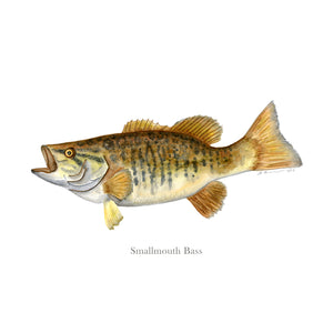 Smallmouth Bass Watercolor Art