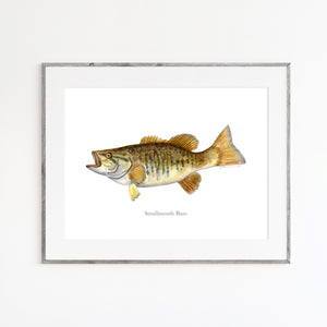 Smallmouth Bass Watercolor Mount