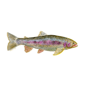 Rainbow Trout Portrait