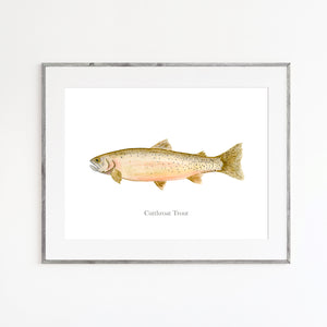 Cutthroat Trout Watercolor Print