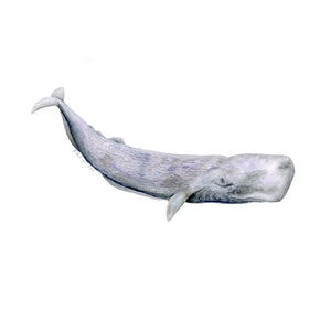 Sperm Whale Nursery Print