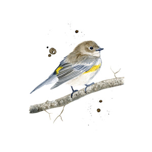 Yellow-Rumped Warbler Print