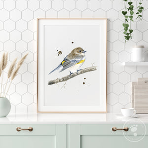 Yellow-rumped Warbler Illustration